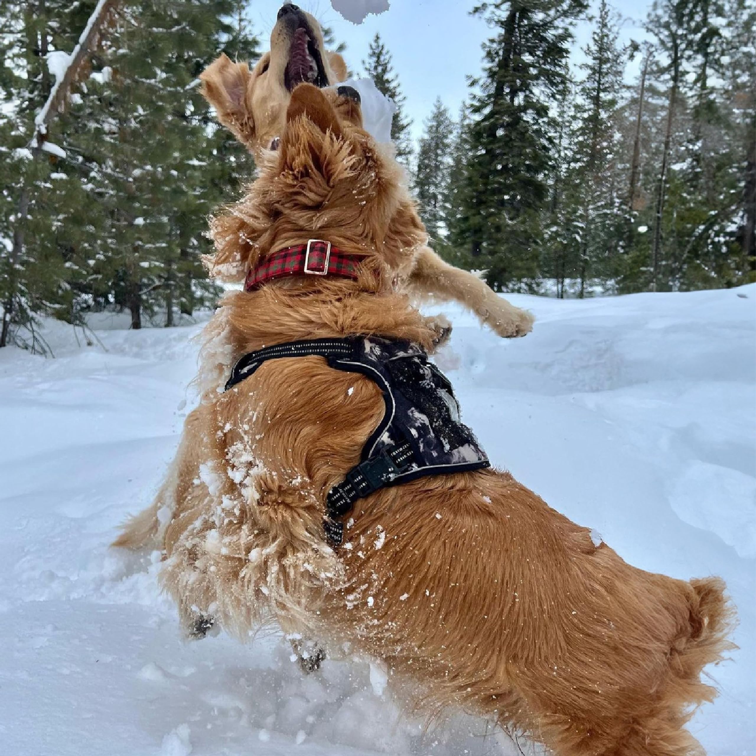 Voyager Best Pet Supplies, harnais veste pour activité extérieure et dressage.