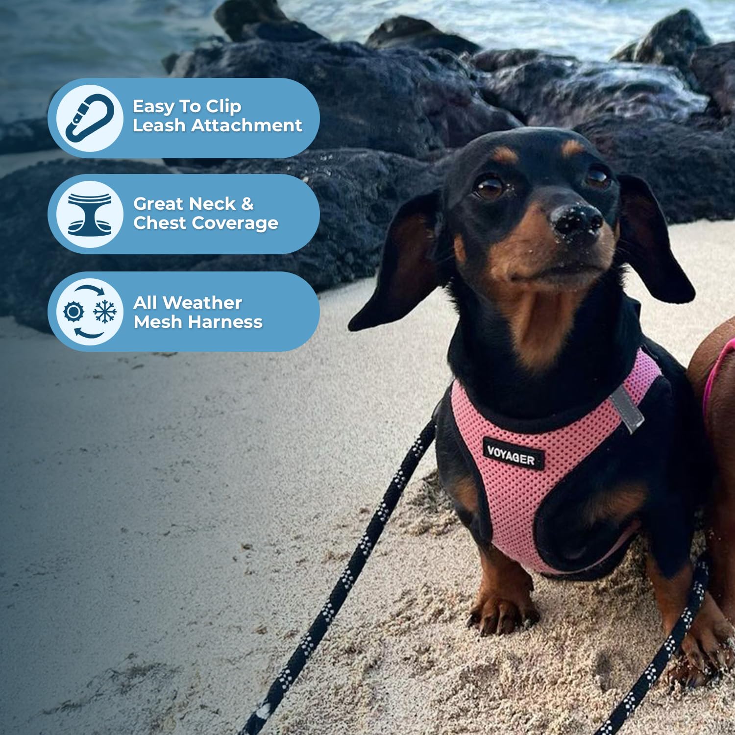 Best Pet Supplies Voyager Harnais fixation facile: clip, boucle et anneaux en D doubles.