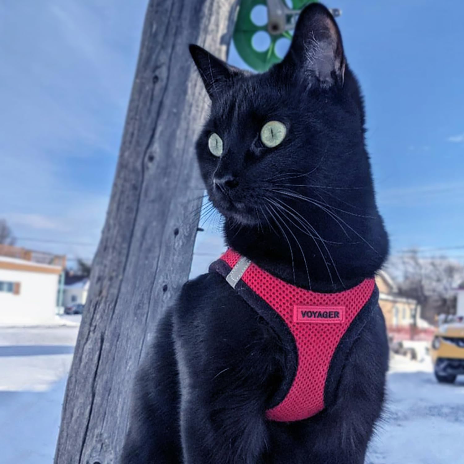 Best Pet Supplies Voyager Harnais conçu pour chiens et chats, taille XXS adaptée.