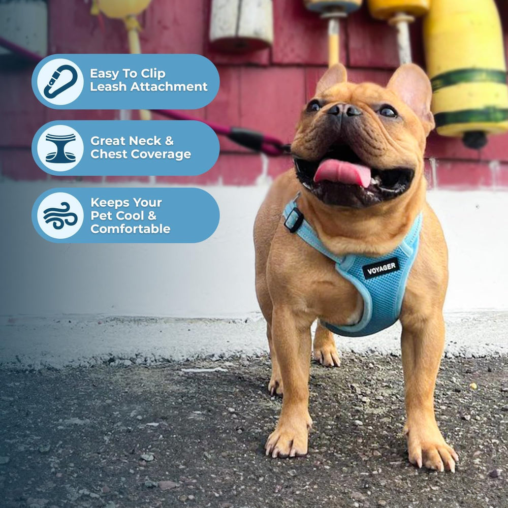 Best Pet Supplies Voyager harnais rembourrage leger bleu, promenade confortable.