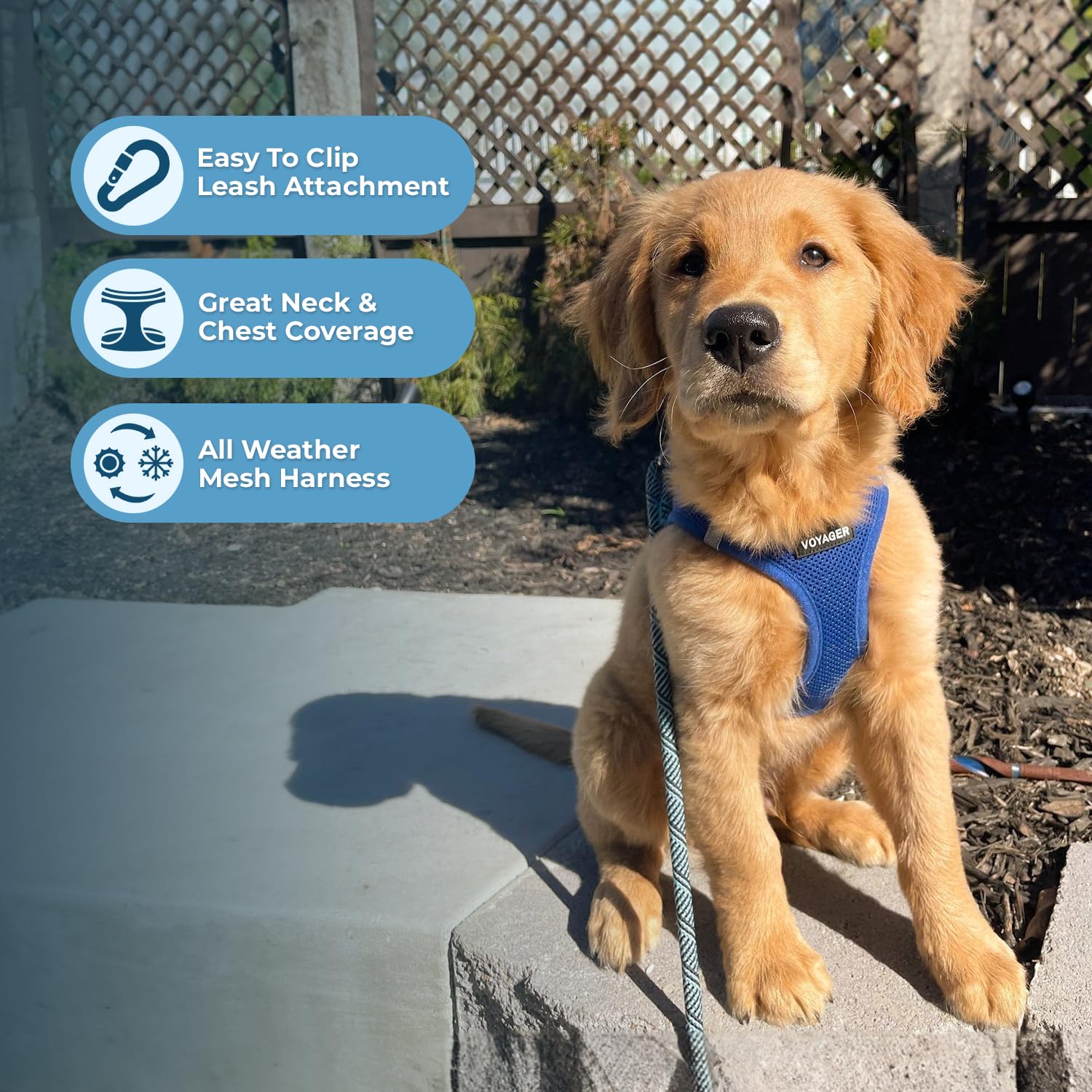 Harnais Voyager Best Pet Supplies sécurité triple avec velcro et boucles