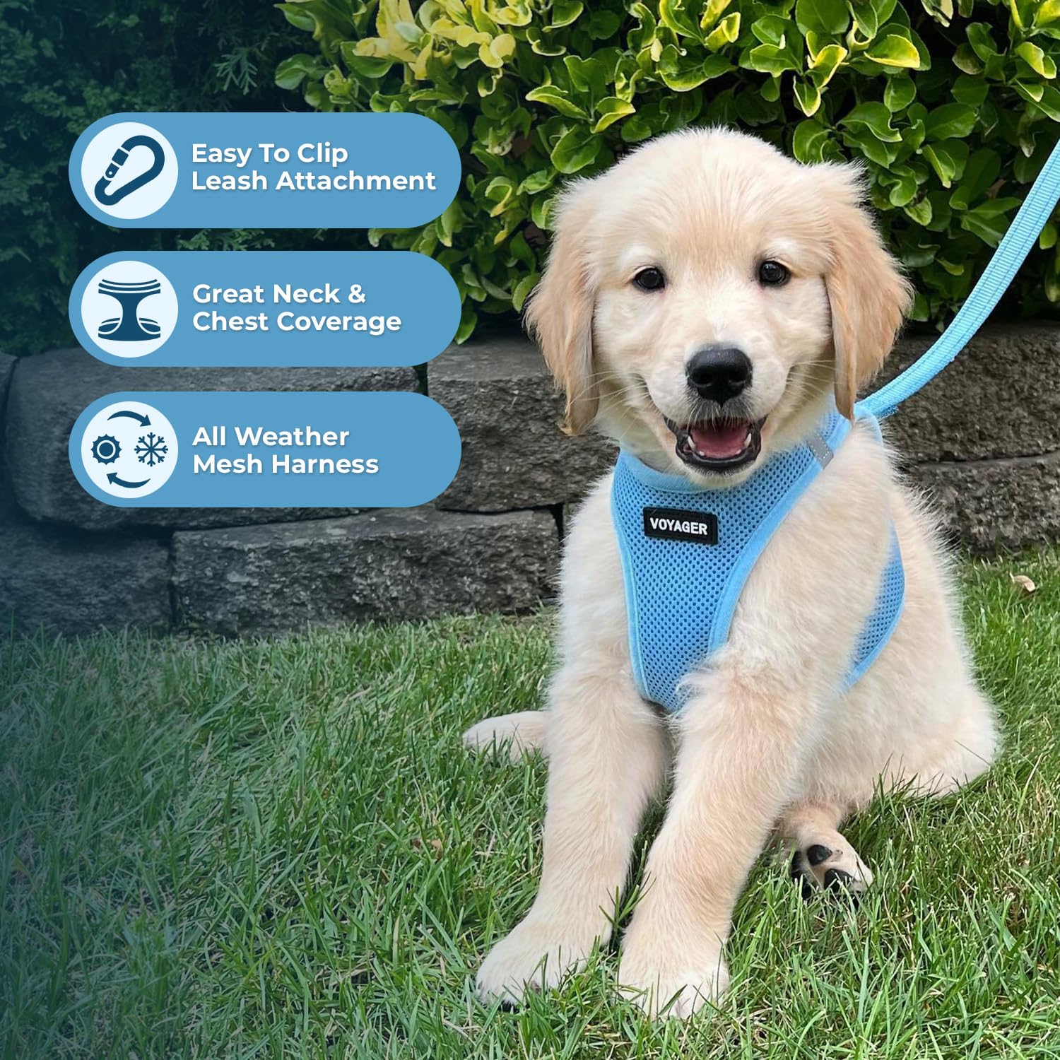 Best Pet Supplies Voyager harnais tout-temps, parfait pour sorties quotidiennes.