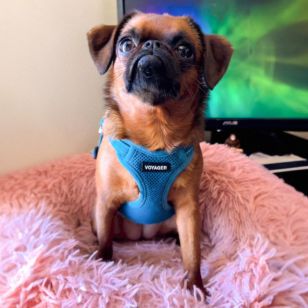 Best Pet Supplies Voyager harnais turquoise confort tout temps pour les sorties quotidiennes.