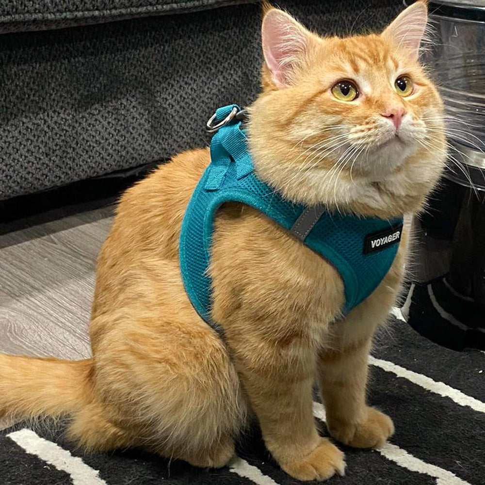 Best Pet Supplies Voyager harnais turquoise, promenade chien et chat, simplicité d utilisation.
