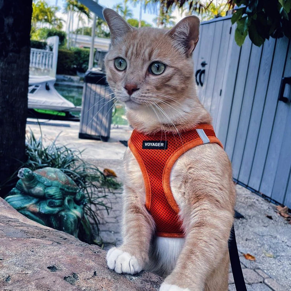 Voyager Best Pet Supplies est idéal pour chiens et chats lors des sorties quotidiennes.