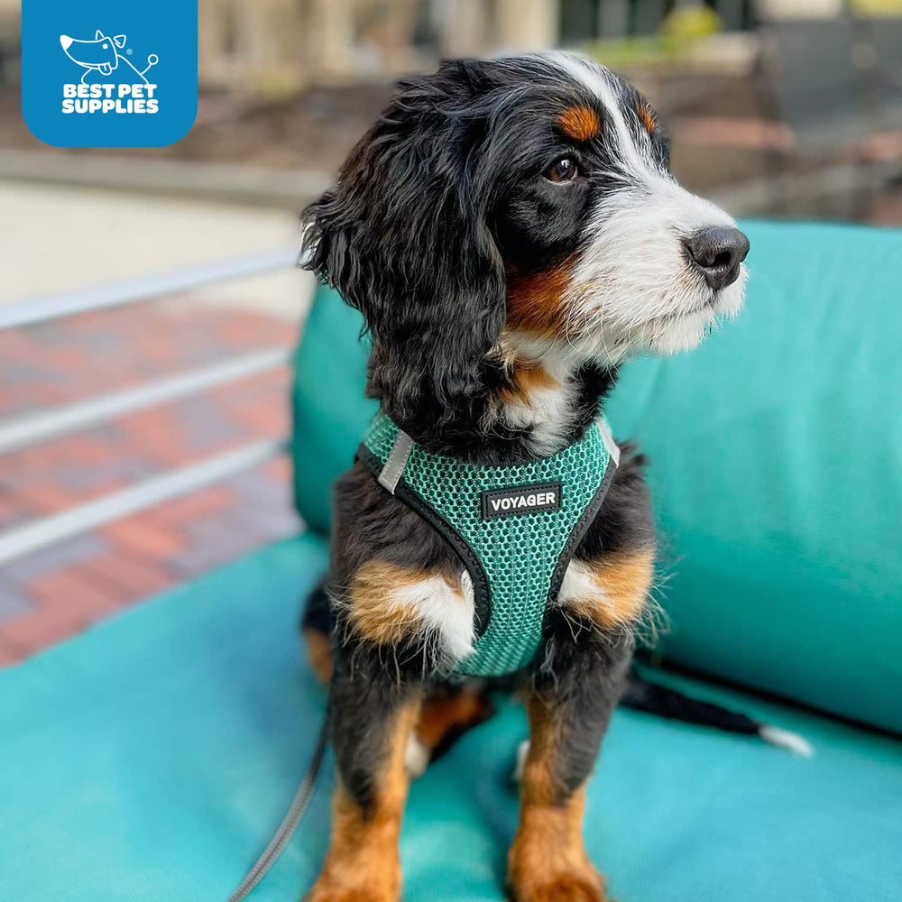 Confort tout au long de l'année avec maille aérée Best Pet Supplies.