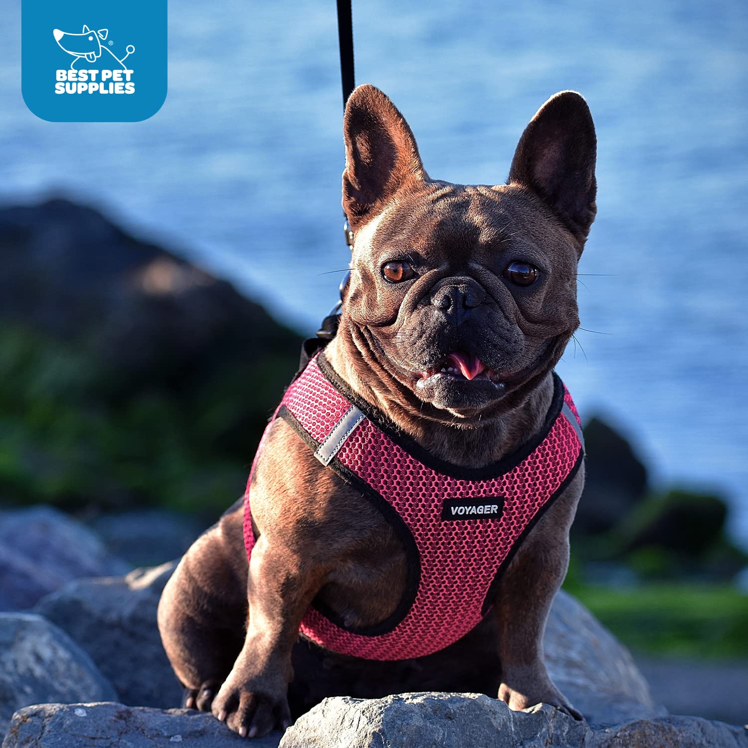 Best Pet Supplies Voyager Step-in Air harnais sèche rapidement après utilisation.