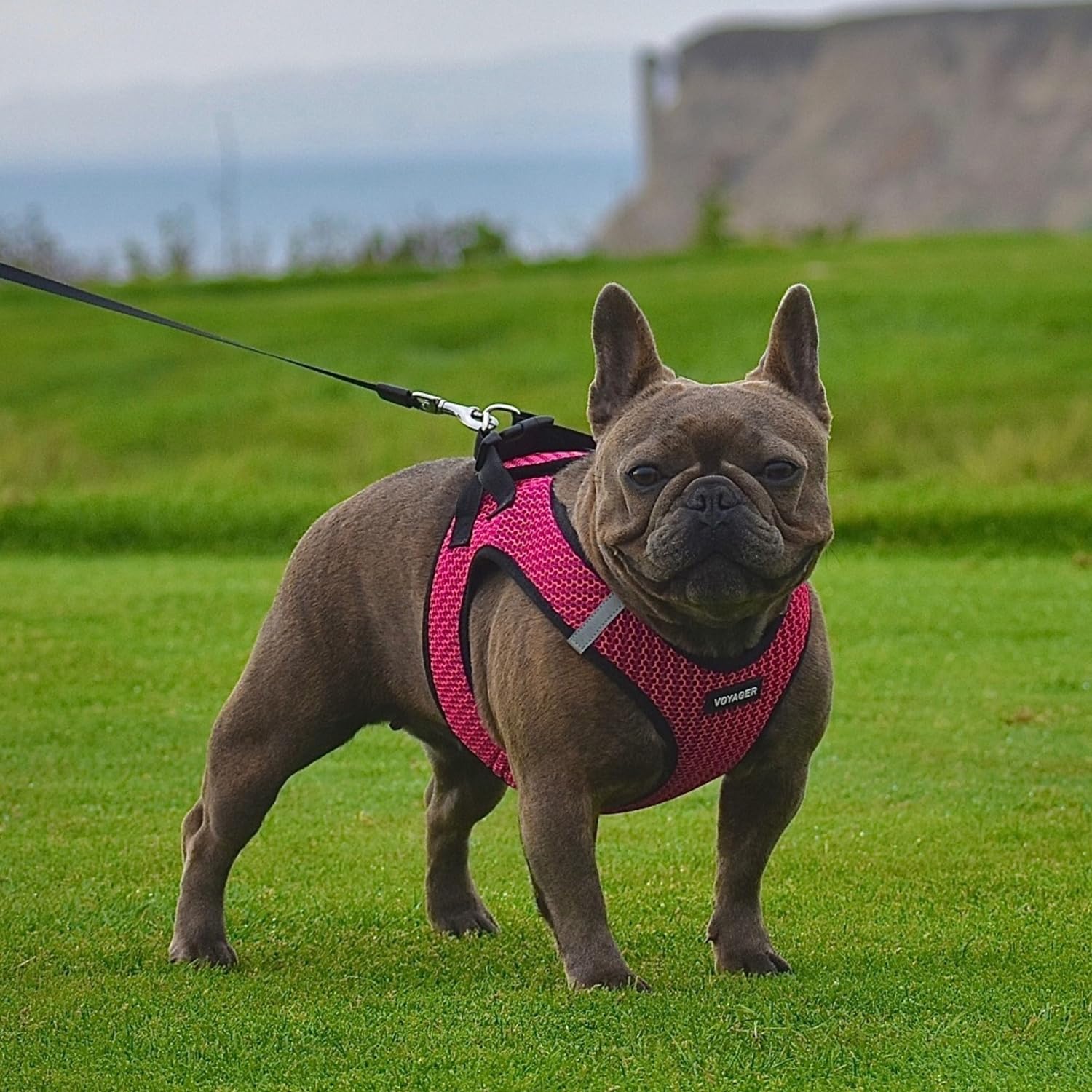 Best Pet Supplies Voyager Step-in Air harnais taille XS pour petits animaux.