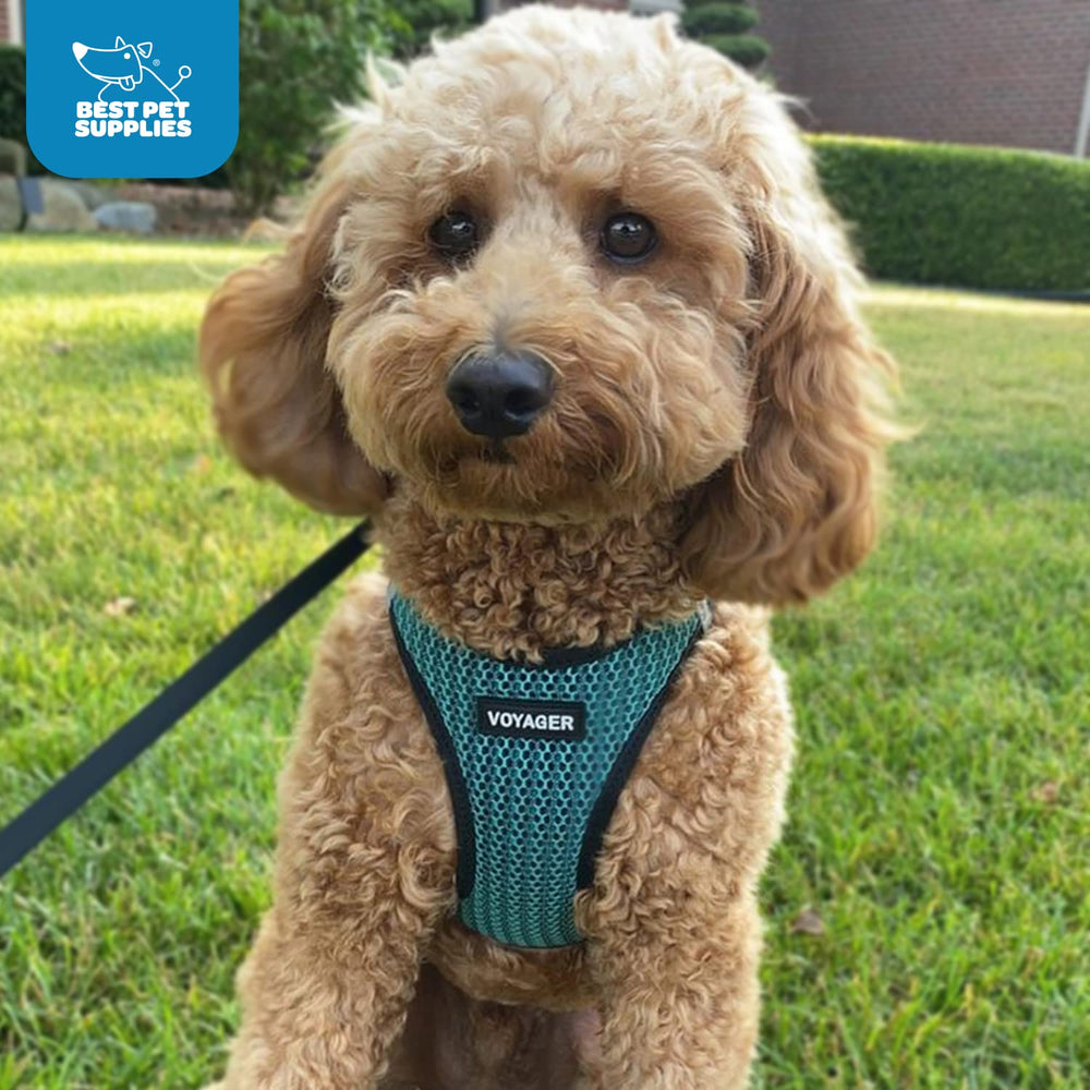 Idéal pour les promenades nocturnes grâce aux bandes réfléchissantes Best Pet Supplies.