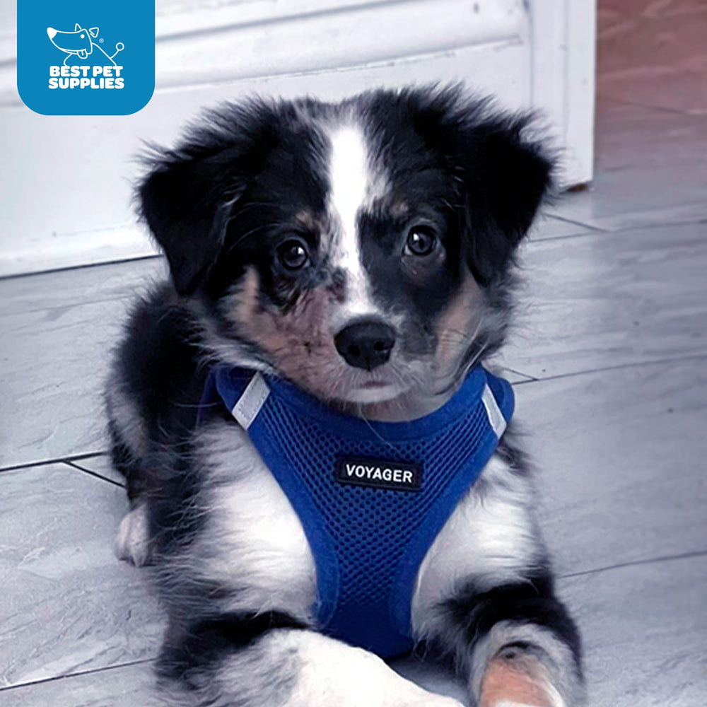 Harnais Voyager Best Pet Supplies bleu royal guide des tailles pour ajustement précis