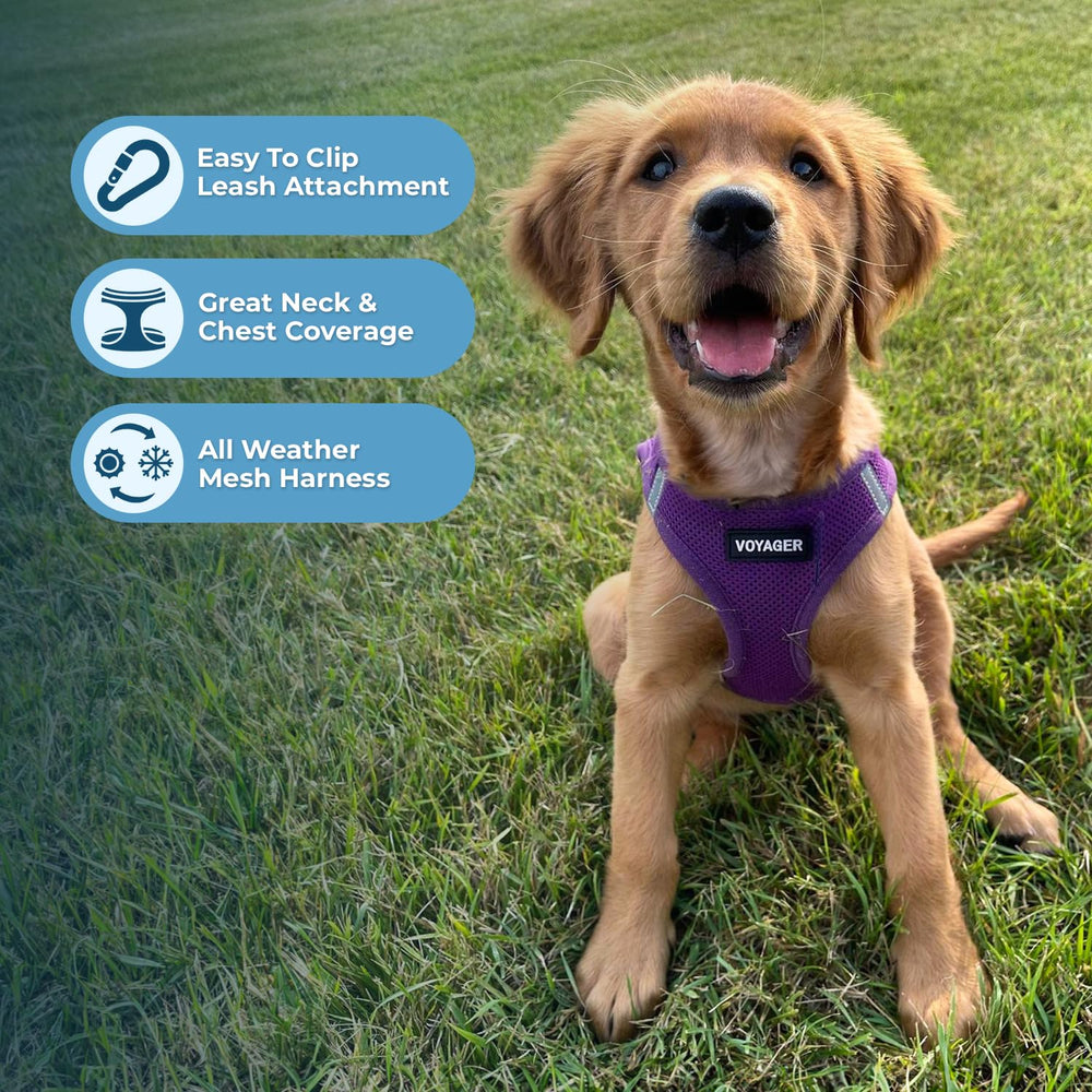 Best Pet Supplies Voyager Step-in Air Harness violet, boucle et double D-rings pour sécurité renforcée.