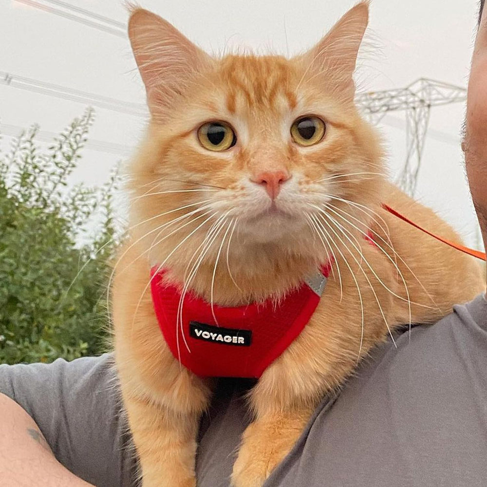 Best Pet Supplies Voyager Step-in Air Harness visibilité nocturne améliorée.