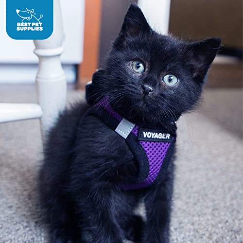 Visibilité accrue pour les sorties matin ou soir avec Voyager Best Pet Supplies.