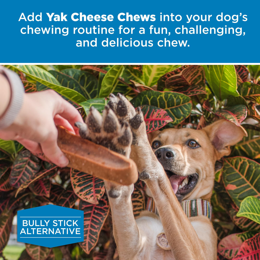 Best Bully Sticks usage-quotidien: snack durable pour les sessions de jeu.