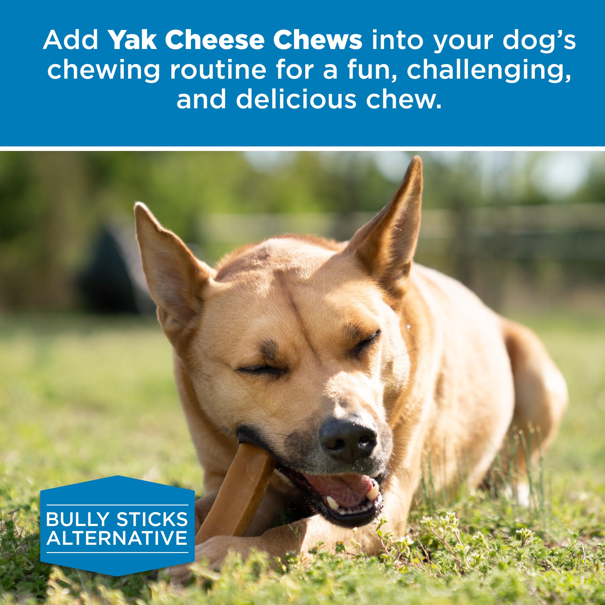 Best Bully Sticks Yak Cheese: sans additifs, choix sûr et naturel.