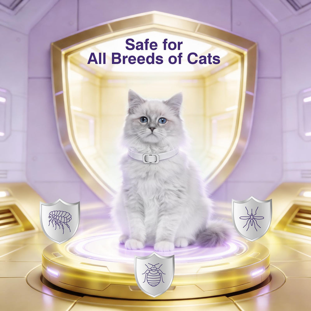 BestHoby colier gris chat avec boucle ajustable pour un ajustement sûr.