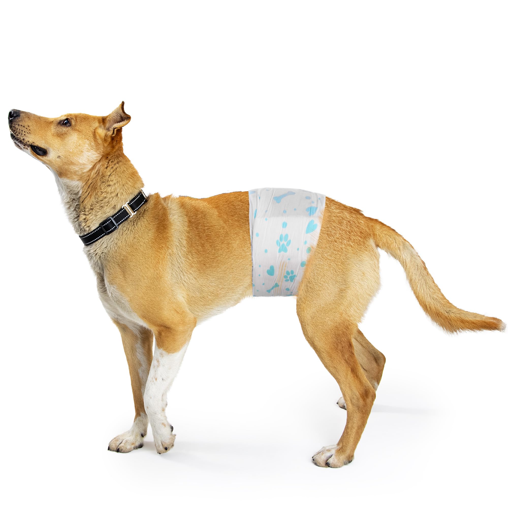 BESTLE protection-etanche couche-chien-male pour eviter les fuites.