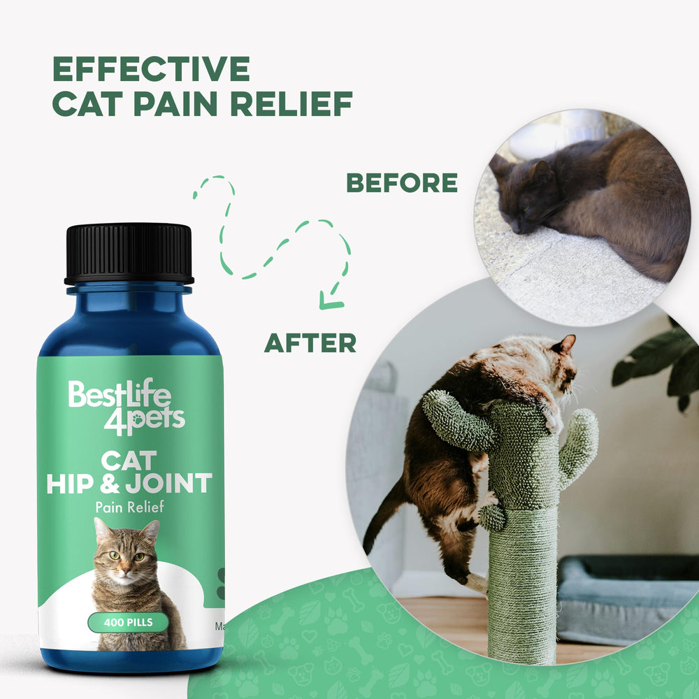 BestLife4Pets Chat: faciles à ajouter à la nourriture pour chats difficiles