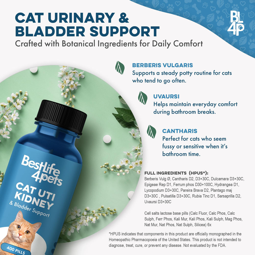 BestLife4Pets chat sante renale bien etre, représentation d une routine naturelle.