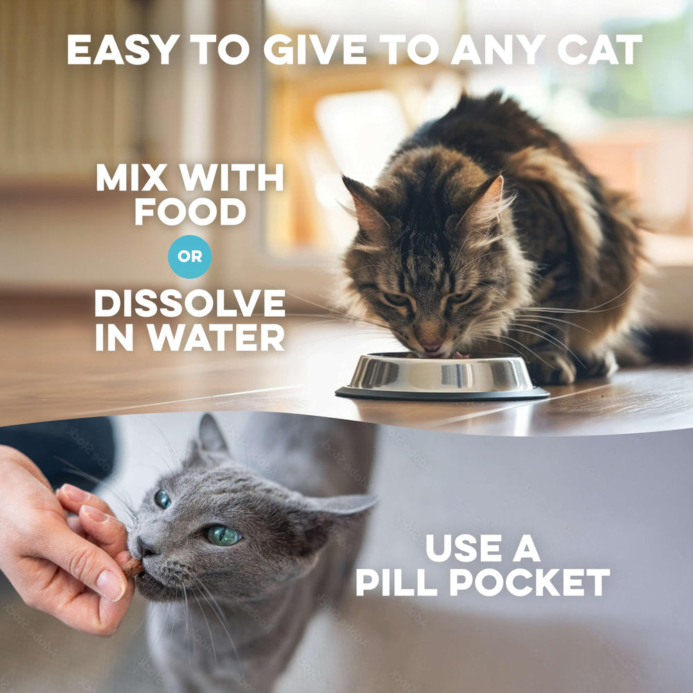 BestLife4Pets: dents propres et apparence saine sans effort
