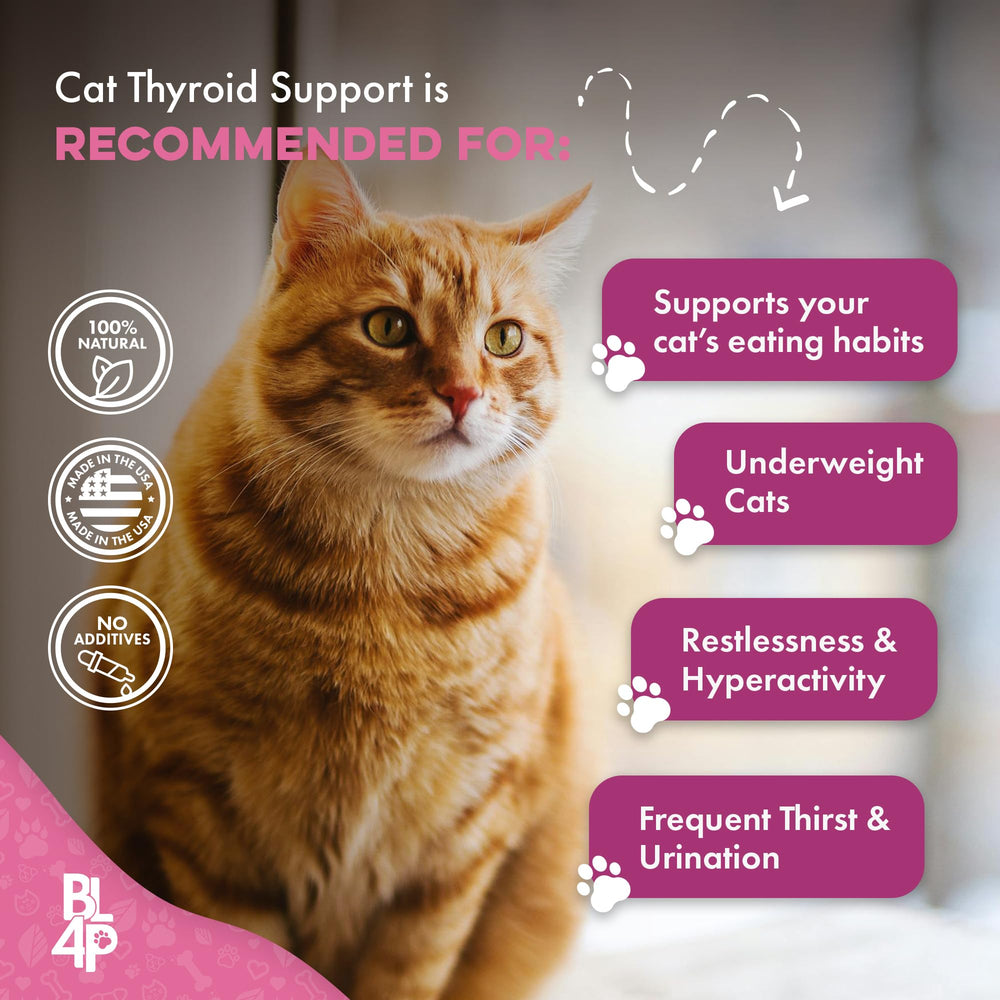BestLife4Pets Gain Poids Chat: pelage brillant et douceur dans les soins quotidiens.