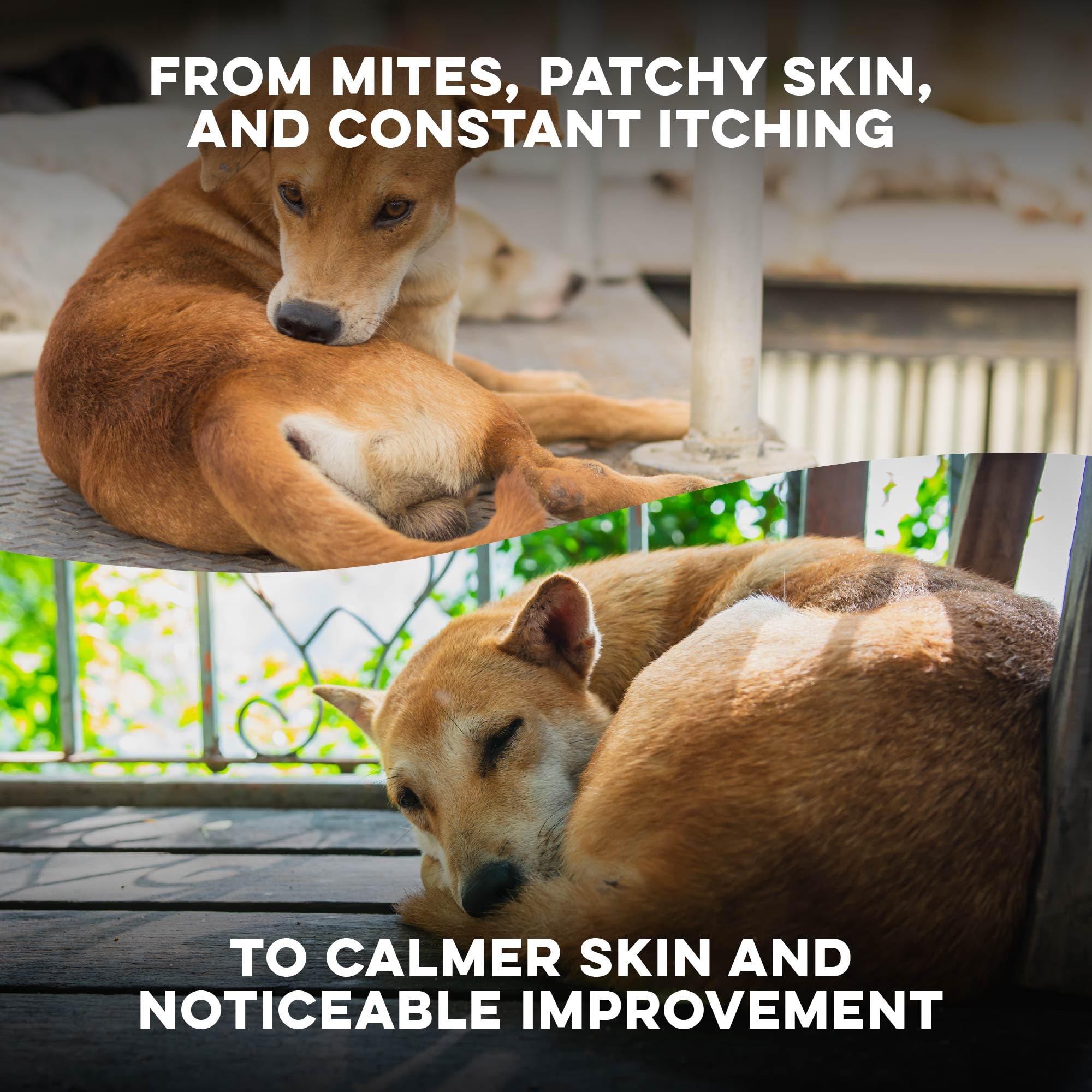 BestLife4Pets Mange Support – ingredients-naturels pour soins peau