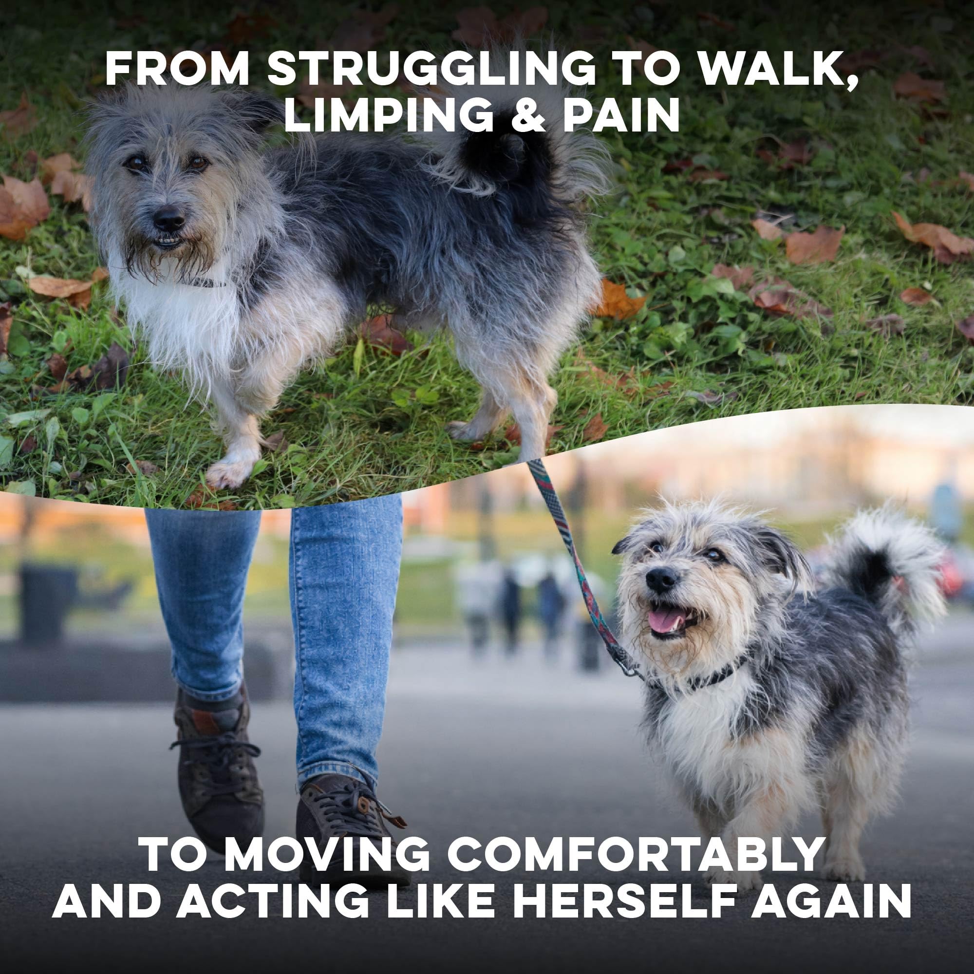 BestLife4Pets Walk-Easy – gros plan sur les pilules minuscules faciles à administrer.