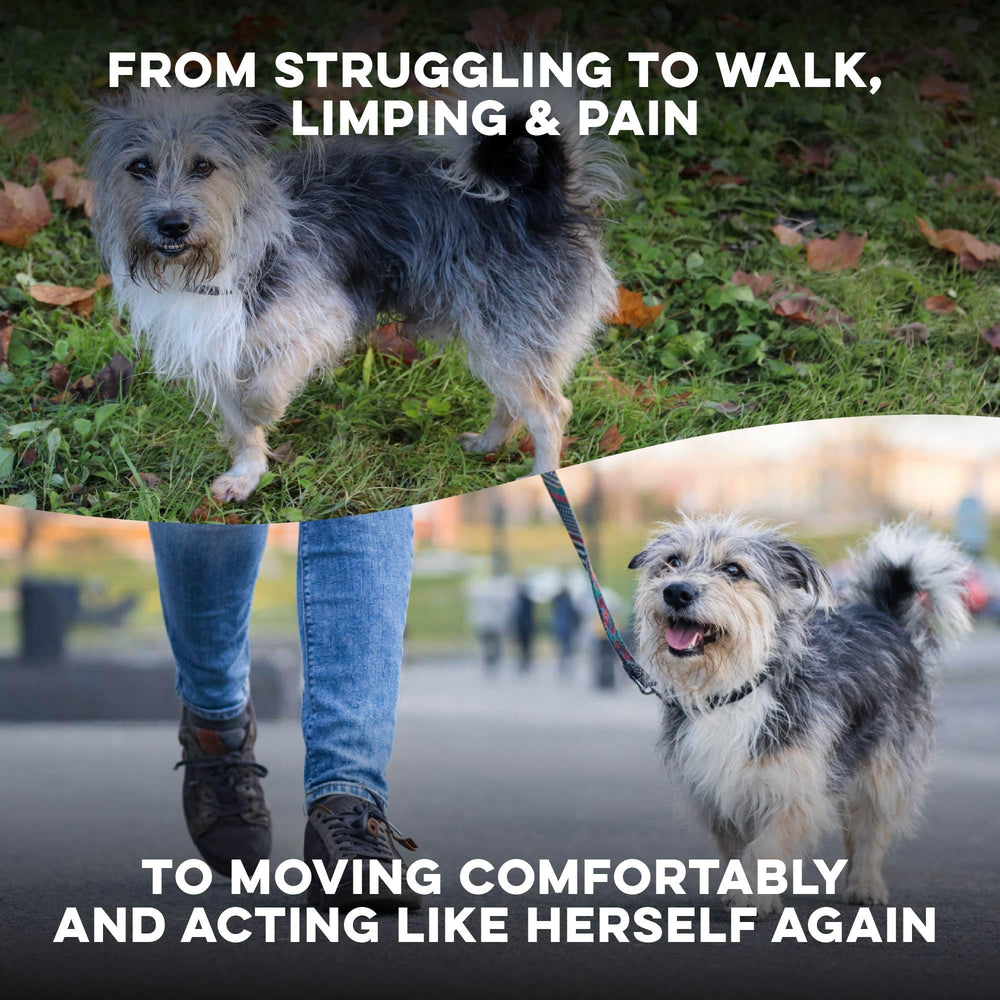 BestLife4Pets Walk-Easy – gros plan sur les pilules minuscules faciles à administrer.