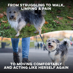 BestLife4Pets Walk-Easy – gros plan sur les pilules minuscules faciles à administrer.