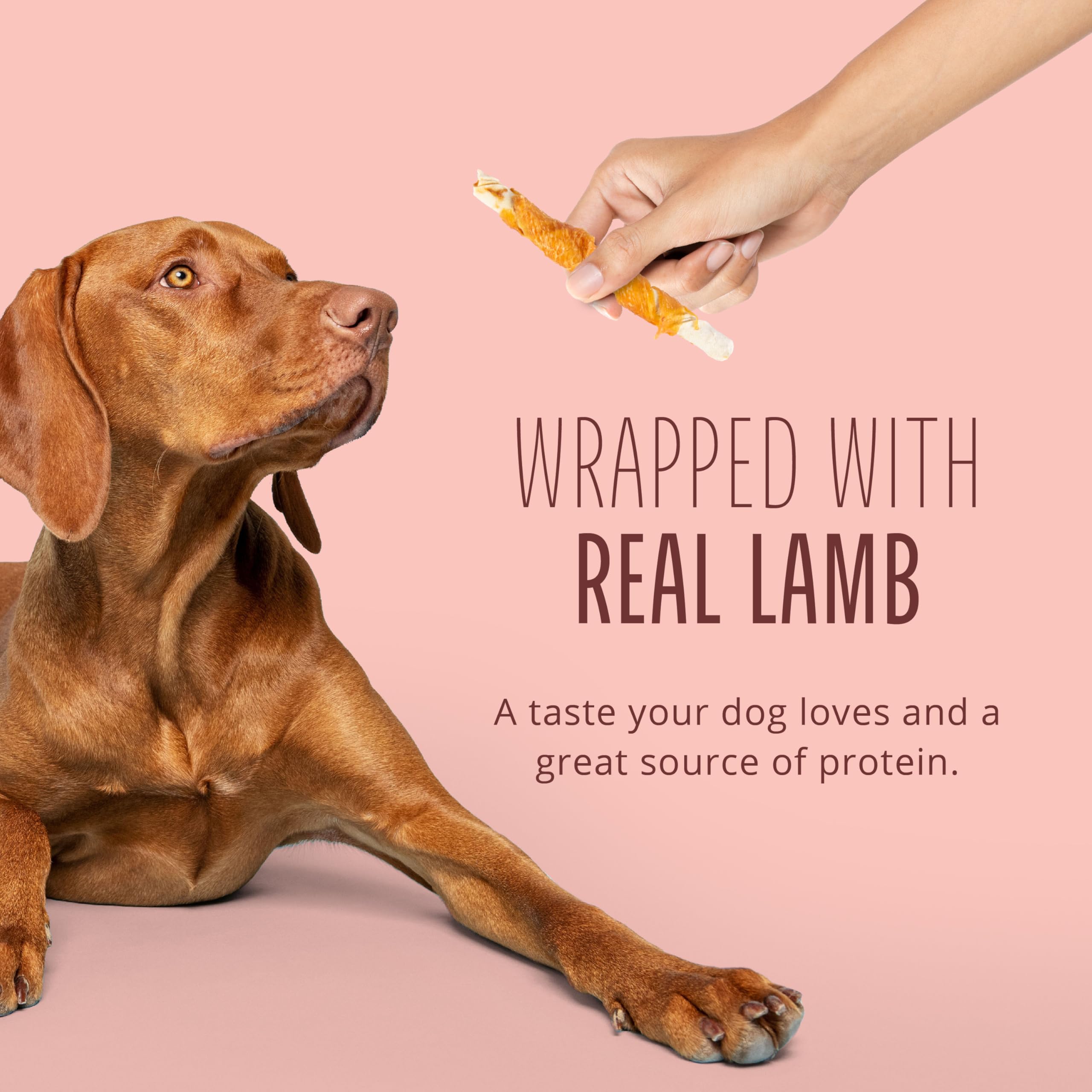 Chien profitant des torsades Better Belly – récompense savoureuse et facile à digérer.