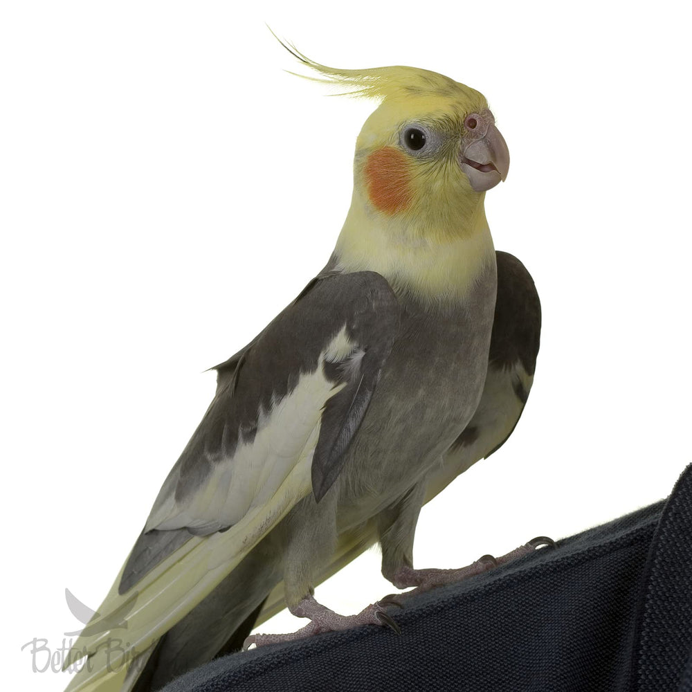 Ingrédients Better Bird pour calopsitte affichés, favorisant une alimentation variée.