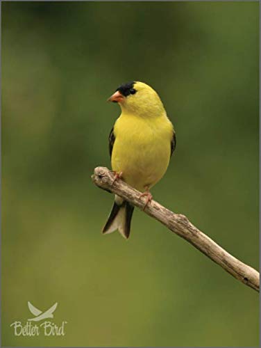 Better Bird Nourriture pour Fauvettes, idéale dans le distributeur pour attirer les oiseaux