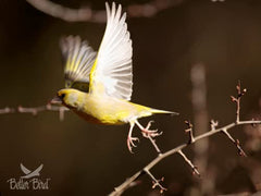 Better Bird Nourriture pour Fauvettes, extérieur clair pour observer les visiteurs ailés