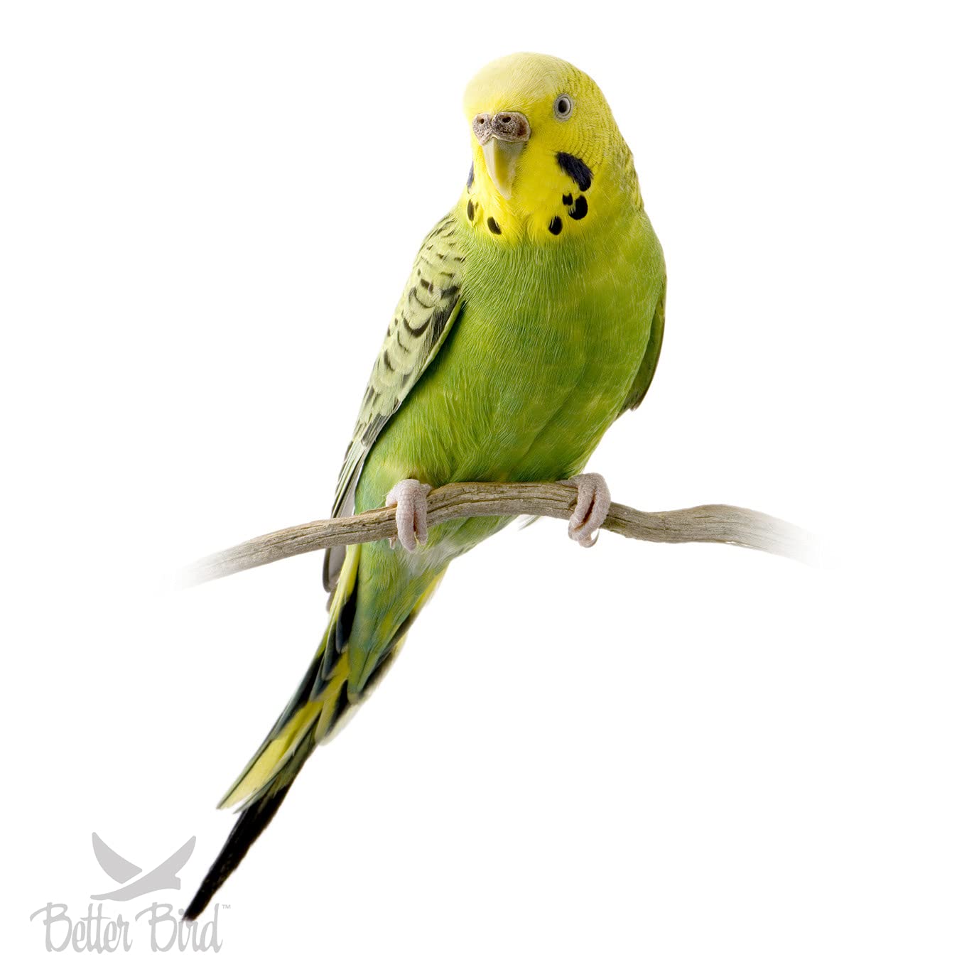 Better Bird: utilisation quotidienne simple pour nourrir vos perruches.