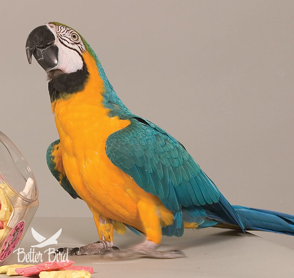 Better Bird perroquets dégustant le mélange dans un bol, alimentation pratique.