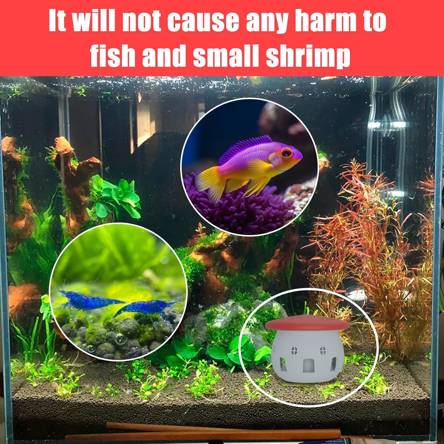 Mise en place simple du piège BFBFJJ dans l'aquarium