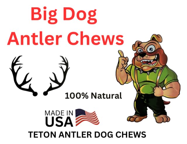 Big Dog Antler Chews – arêtes sablées pour sécurité et confiance.