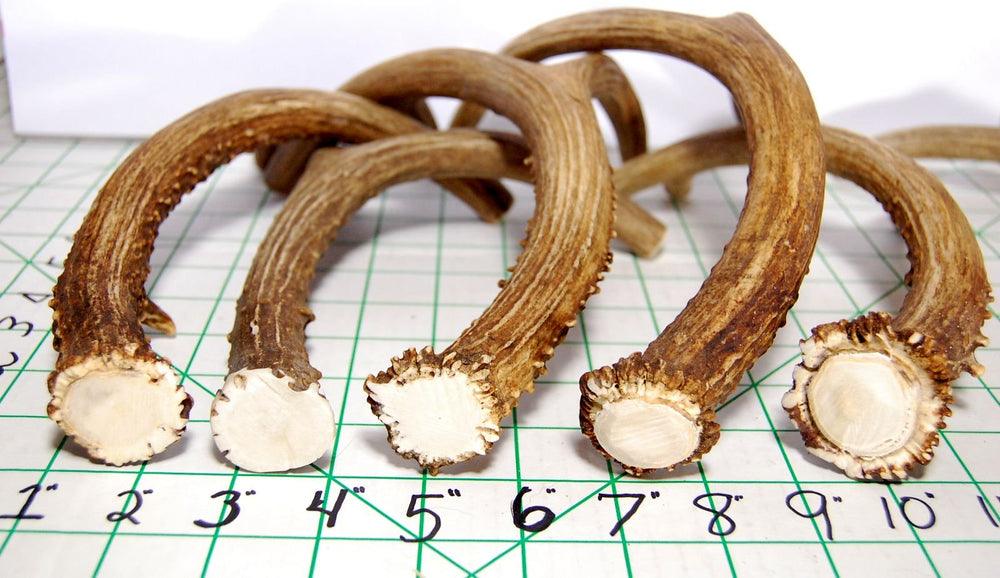 Big Dog Antler Chews bords lisses sans arêtes pour chien.