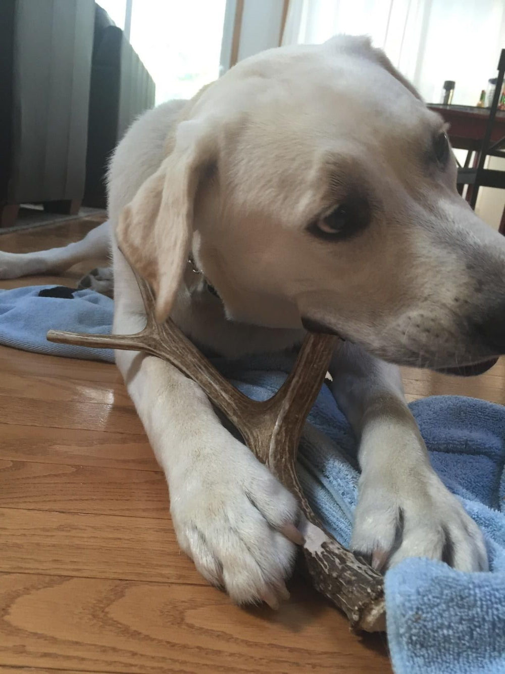 Big Dog Antler Chews apportent calcium, phosphore et zinc naturellement.