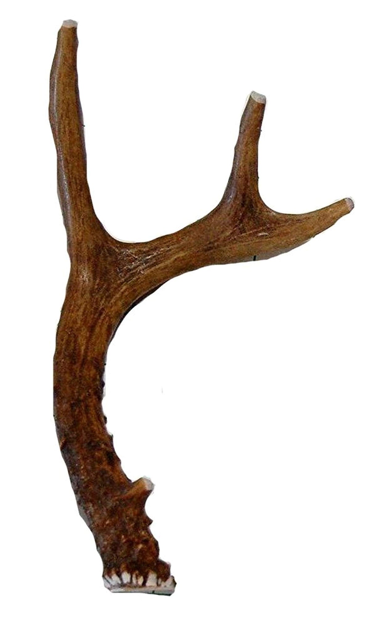 Big Dog Antler Chews – corne de cerf petite entiere ideale pour chiots et petits chiens.
