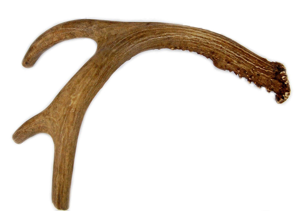 Big Dog Antler Chews corps-de-cerf-entier, idéal pour chiens moyens et grands.