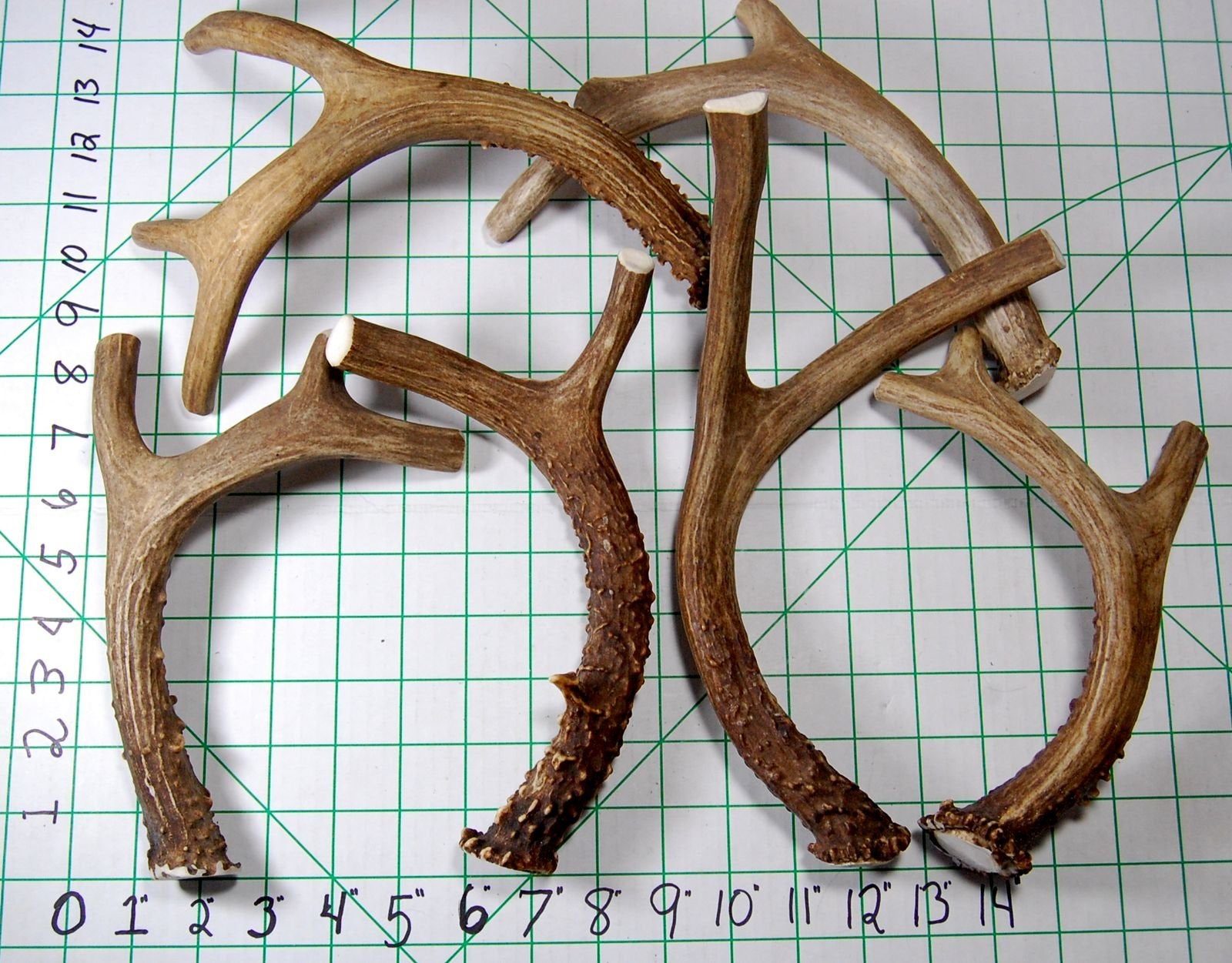 Big Dog Antler Chews coupe personnalisée et lisse bords, sécurité accrue.