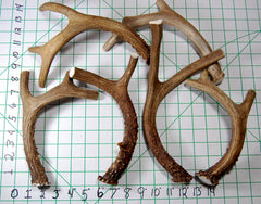 Big Dog Antler Chews coupe personnalisée et lisse bords, sécurité accrue.