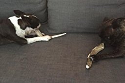 Big Dog Antler Chews: garantie satisfait ou remboursé pour chien heureux.