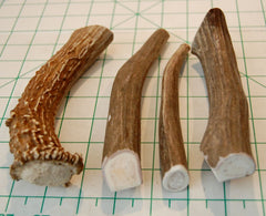 Big Dog Antler Chews: pièces ramure cerf 6 à 8 pouces, expérience longue durée.