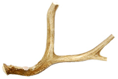 Big Dog Antler Chews – pointe coupée pour sécurité et morsures responsables.
