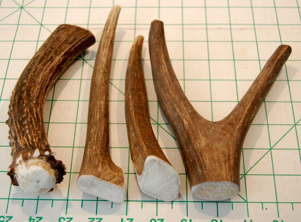 Big Dog Antler Chews: ramure cerf sans odeur idéale pour intérieur.