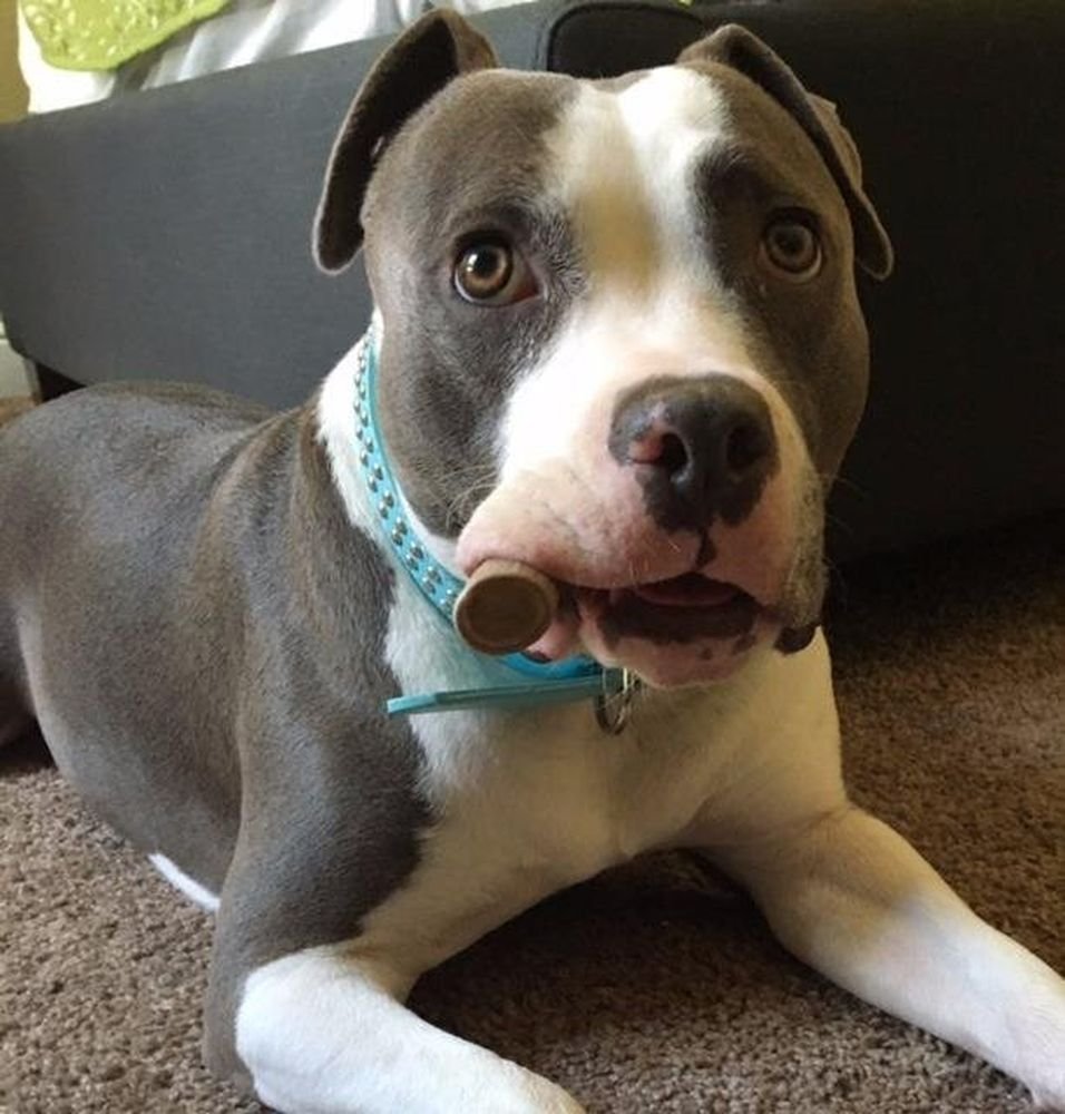Big Dog Antler Chews: ramure cerf origine USA, sans produits chimiques.