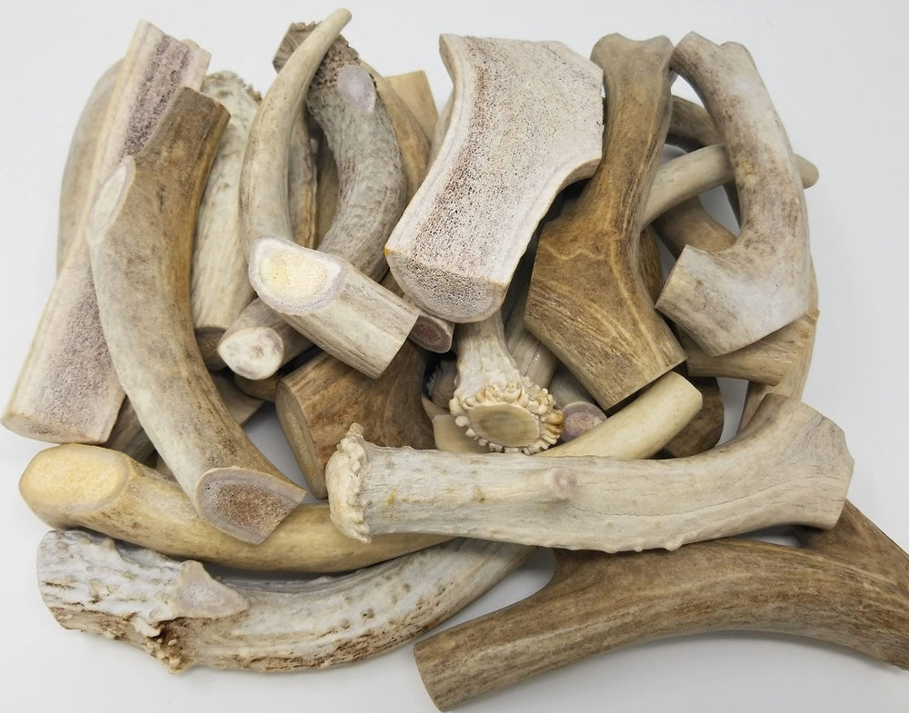 Big Dog Antler Chews – tranches de cerf, pièces robustes adaptées aux chiens non agressifs