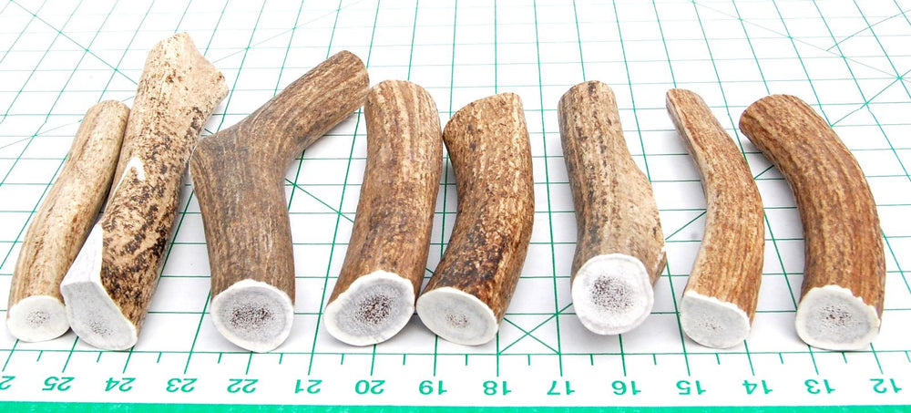 Big Dog Antler Chews – utilisation intérieur propre, sans odeur ni graisse.